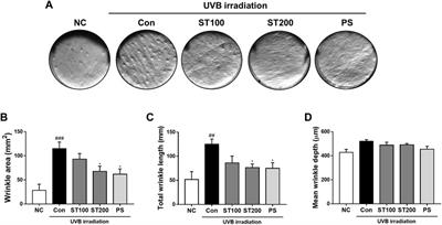 Frontiers Protective Effect Of Schizonepeta Tenuifolia Briq